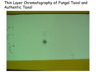 Thin Layer Chromatography of Fungal Taxol and
Authentic Taxol
 
