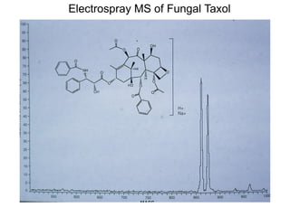 Electrospray MS of Fungal Taxol
 