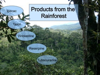 Ipecac            Products from the
                     Rainforest
   Taxol


         Vinblastine


                Reserpine


                       Tubocurarine
 