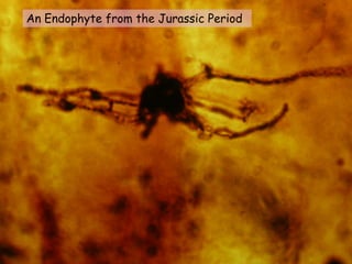An Endophyte from the Jurassic Period
 