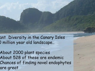 ant Diversity in the Canary Isles
0 million year old landscape..

About 2000 plant species
About 528 of these are endemic
Chances of finding novel endophytes
are great
 