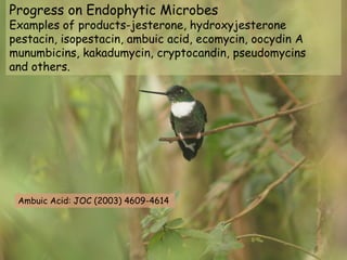 Progress on Endophytic Microbes
Examples of products-jesterone, hydroxyjesterone
pestacin, isopestacin, ambuic acid, ecomycin, oocydin A
munumbicins, kakadumycin, cryptocandin, pseudomycins
and others.




 Ambuic Acid: JOC (2003) 4609-4614
 