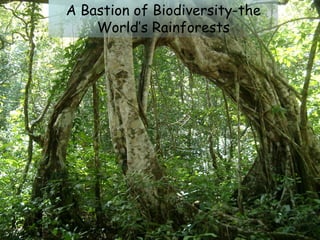 A Bastion of Biodiversity-the
    World’s Rainforests
 