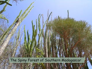 The Spiny Forest of Southern Madagascar
 