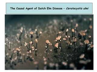 The Causal Agent of Dutch Elm Disease – Ceratocystis ulmi
 