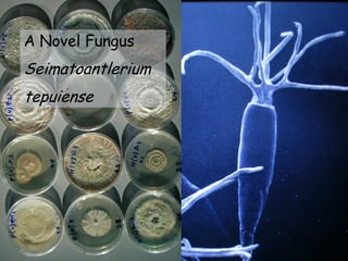 A Novel Fungus
Seimatoantlerium
tepuiense
 