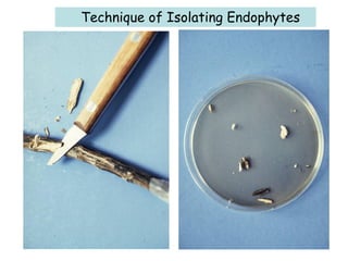 Technique of Isolating Endophytes
 