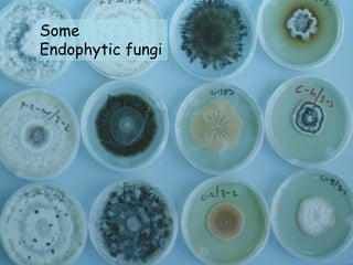 Some
Endophytic fungi
 
