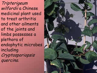 Tripterigeum
wilfordii a Chinese
medicinal plant used
to treat arthritis
and other ailments
of the joints and
limbs possesses a
plethora of
endophytic microbes
including
Cryptosporiopsis
quercina.
 