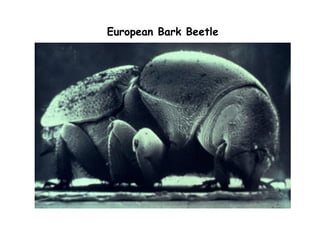 European Bark Beetle
 