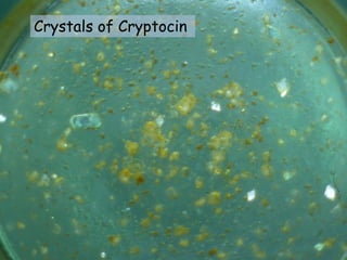 Crystals of Cryptocin
 