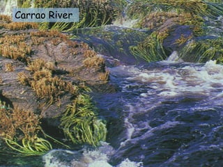 Carrao River
 