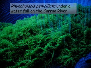 Rhyncholacis penicillata under a
water fall on the Carrao River
 
