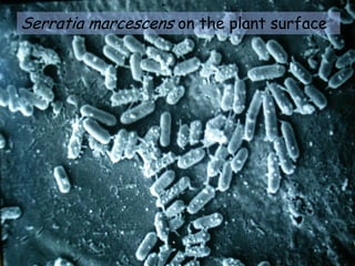 Serratia marcescens on the plant surface
 