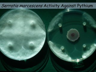 Serratia marcescens Activity Against Pythium
 
