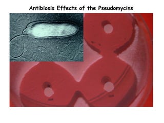 Antibiosis Effects of the Pseudomycins
 