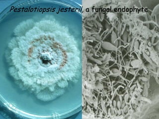 Pestalotiopsis jesterii, a fungal endophyte
 