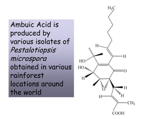Ambuic Acid is
produced by
various isolates of
Pestalotiopsis
microspora
obtained in various
rainforest
locations around
the world
 