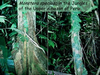 Monstera speciosa in the Jungles
of the Upper Amazon of Peru
 