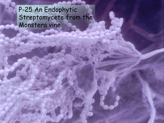 P-25 An Endophytic
Streptomycete from the
Monstera vine
 