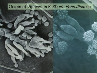 Origin of Spores in P-25 vs. Penicillum sp.
 