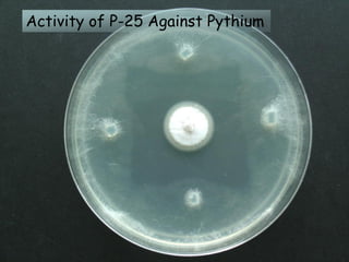 Activity of P-25 Against Pythium
 