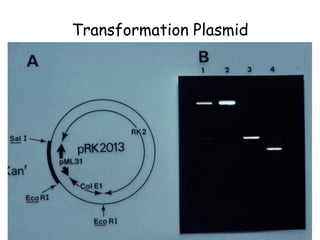 Transformation Plasmid
 
