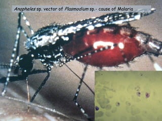 Anopheles sp. vector of Plasmodium sp.- cause of Malaria
 