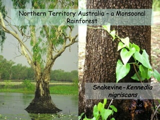 Northern Territory Australia – a Monsoonal
               Rainforest




                        Snakevine-Kennedia
                             nigriscans
 