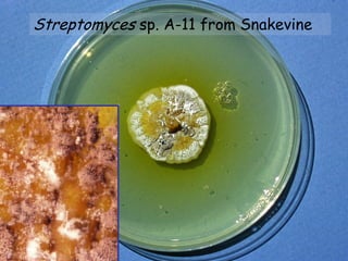 Streptomyces sp. A-11 from Snakevine
 