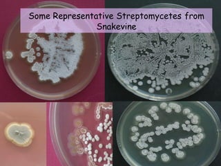 Some Representative Streptomycetes from
               Snakevine
 