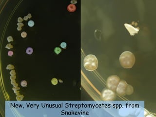 New, Very Unusual Streptomycetes spp. from
                Snakevine
 