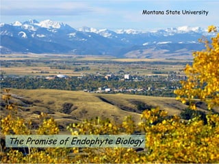 Montana State University




The Promise of Endophyte Biology
 