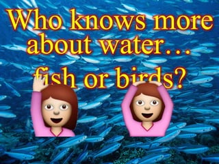 Who knows more
about water…
fish or birds?
 