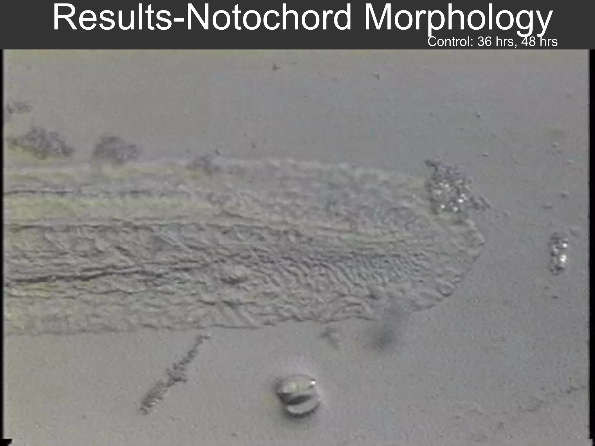 Results-Notochord Morphology Control: 36 hrs, 48 hrs 