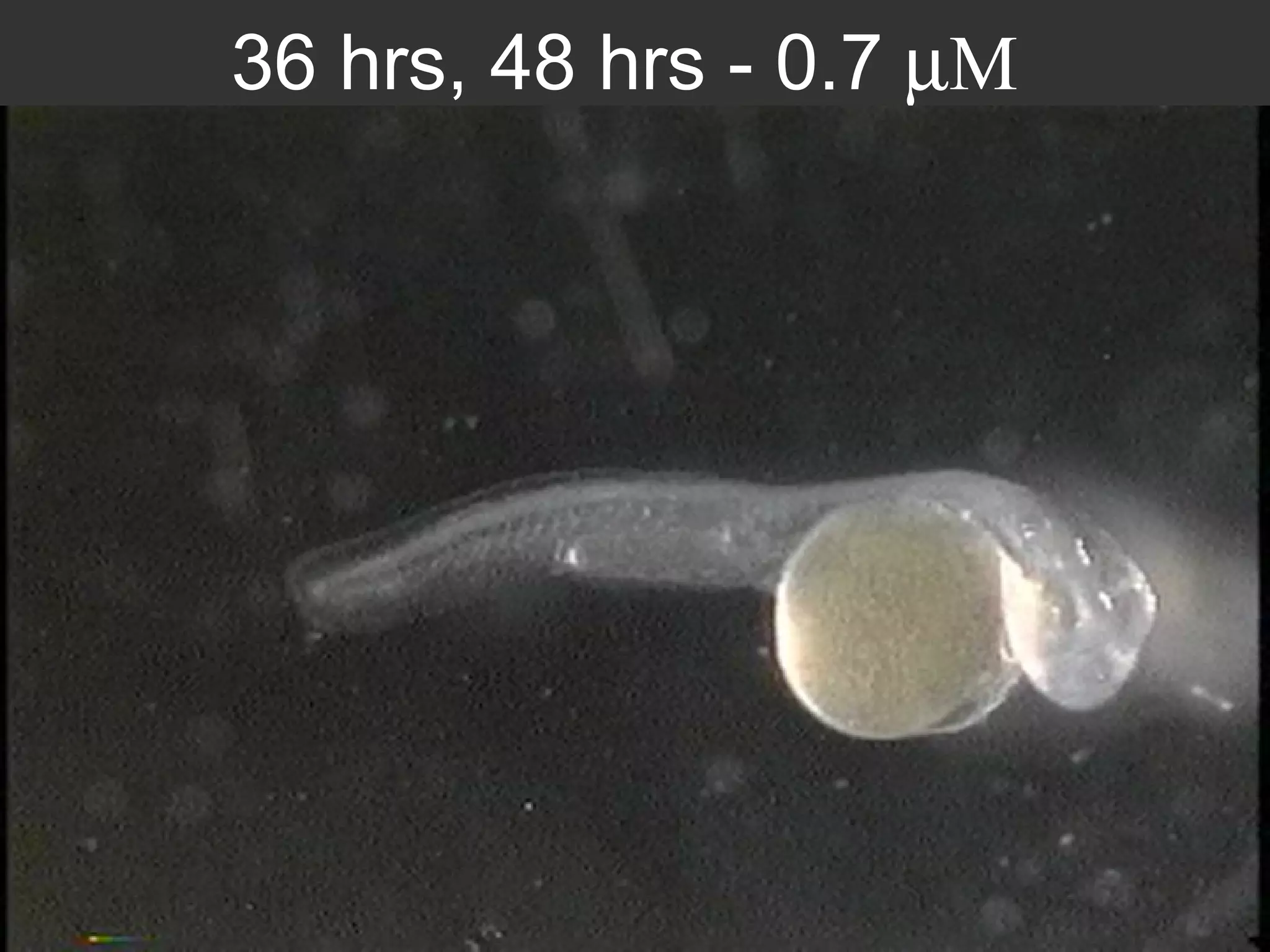 36 hrs, 48 hrs - 0.7   M 