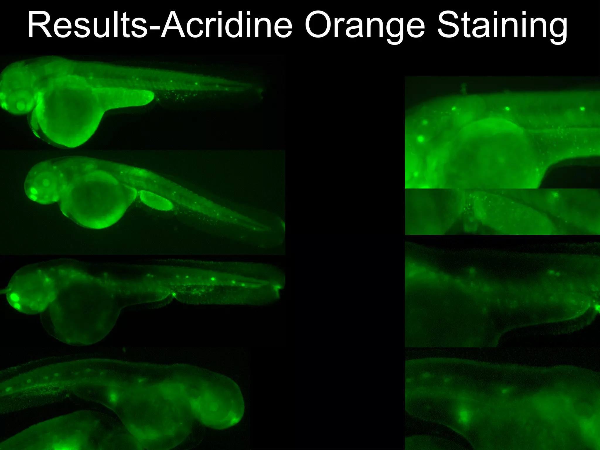 Results-Acridine Orange Staining 