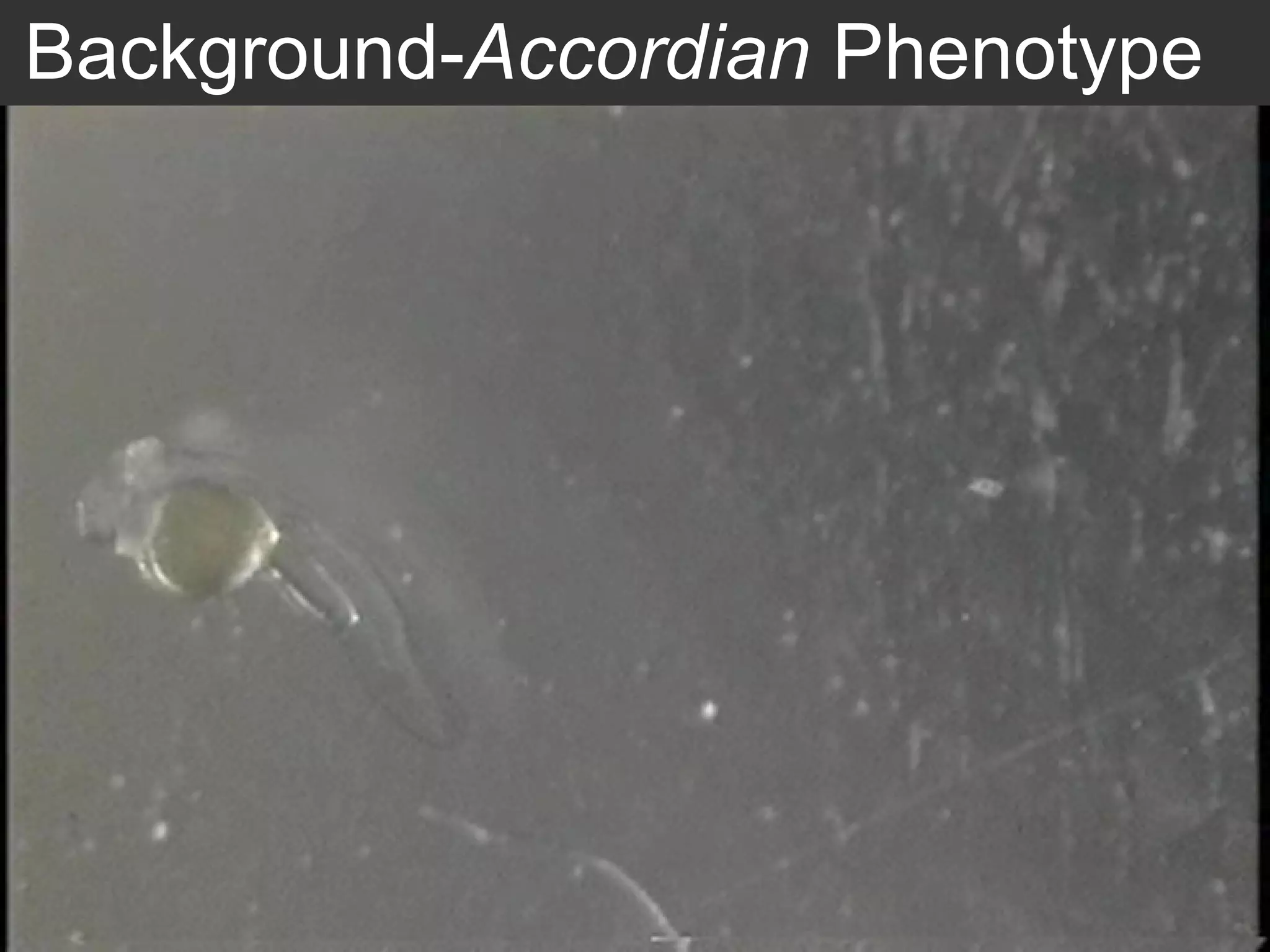 Background- Accordian  Phenotype 