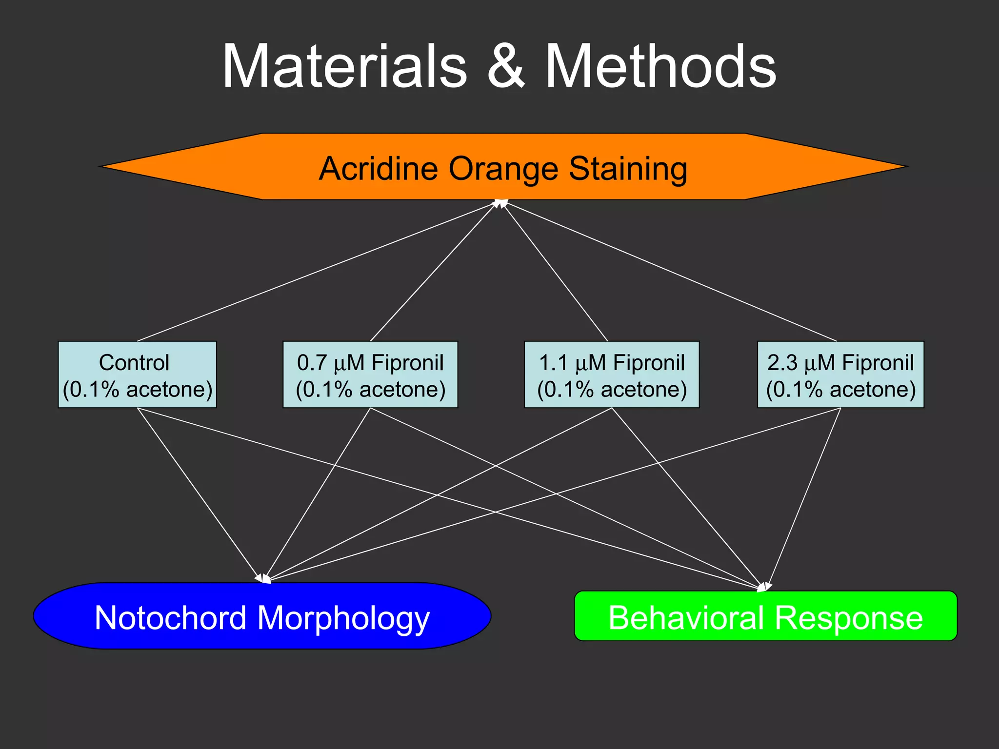 Materials & Methods Control  (0.1% acetone) 0.7   M Fipronil (0.1% acetone) 1.1   M Fipronil (0.1% acetone) 2.3   M Fipronil (0.1% acetone) Notochord Morphology Acridine Orange Staining Behavioral Response 