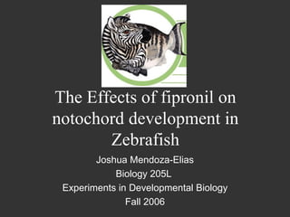 The Effects of fipronil on notochord development in Zebrafish Joshua Mendoza-Elias Biology 205L  Experiments in Developmental Biology Fall 2006 