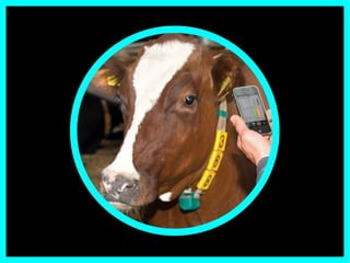 Ma guardiamo a qualcosa di più «alieno»: CowView è un sistema, simile a Nike+ FuelBand o FitBit, applicato
alle mucche.
Il sistema, attraverso la continua produzione di dati, consente di monitorare spostamenti, comportamenti e stato
di salute di interi allevamenti bovini.
 