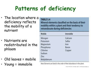 Patterns of deficiency
• The location where a
deficiency reflects
the mobility of a
nutrient
• Nutrients are
redistributed in the
phloem
• Old leaves = mobile
• Young = immobile
 