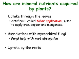 How are mineral nutrients acquired
by plants?
Uptake through the leaves
• Artificial: called foliar application. Used
to apply iron, copper and manganese.
• Associations with mycorrhizal fungi
• Fungi help with root absorption
• Uptake by the roots
 