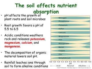 The soil affects nutrient
absorption
• pH affects the growth of
plant roots and soil microbes
• Root growth favors a pH of
5.5 to 6.5
• Acidic conditions weathers
rock and releases potassium,
magnesium, calcium, and
manganese.
• The decomposition of organic
material lowers soil pH.
• Rainfall leaches ions through
soil to form alkaline conditions
 