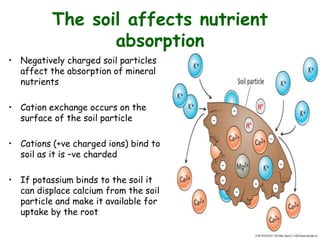 The soil affects nutrient
absorption
• Negatively charged soil particles
affect the absorption of mineral
nutrients
• Cation exchange occurs on the
surface of the soil particle
• Cations (+ve charged ions) bind to
soil as it is –ve charded
• If potassium binds to the soil it
can displace calcium from the soil
particle and make it available for
uptake by the root
 