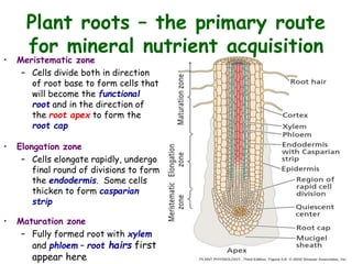 • Meristematic zone
– Cells divide both in direction
of root base to form cells that
will become the functional
root and in the direction of
the root apex to form the
root cap
• Elongation zone
– Cells elongate rapidly, undergo
final round of divisions to form
the endodermis. Some cells
thicken to form casparian
strip
• Maturation zone
– Fully formed root with xylem
and phloem – root hairs first
appear here
Plant roots – the primary route
for mineral nutrient acquisition
 