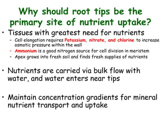 Why should root tips be the
primary site of nutrient uptake?
• Tissues with greatest need for nutrients
– Cell elongation requires Potassium, nitrate, and chlorine to increase
osmotic pressure within the wall
– Ammonium is a good nitrogen source for cell division in meristem
– Apex grows into fresh soil and finds fresh supplies of nutrients
• Nutrients are carried via bulk flow with
water, and water enters near tips
• Maintain concentration gradients for mineral
nutrient transport and uptake
 
