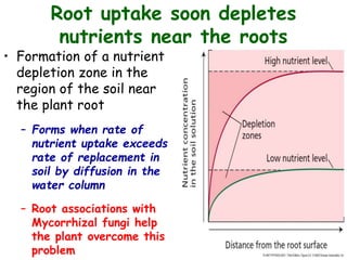 Root uptake soon depletes
nutrients near the roots
• Formation of a nutrient
depletion zone in the
region of the soil near
the plant root
– Forms when rate of
nutrient uptake exceeds
rate of replacement in
soil by diffusion in the
water column
– Root associations with
Mycorrhizal fungi help
the plant overcome this
problem
 