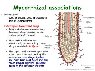 Mycorrhizal associations
• Not unusual
– 83% of dicots, 79% of monocots
and all gymnosperms
• Ectotrophic Mycorrhizal fungi
– Form a thick sheath around root.
Some mycelium penetrates the
cortex cells of the root
– Root cortex cells are not
penetrated, surrounded by a zone
of hyphae called Hartig net
– The capacity of the root system to
absorb nutrients improved by this
association – the fungal hyphae
are finer than root hairs and can
reach beyond nutrient-depleted
zones in the soil near the root
 
