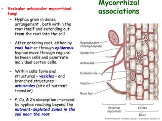 Mycorrhizal
associations
• Vesicular arbuscular mycorrhizal
fungi
– Hyphae grow in dense
arrangement , both within the
root itself and extending out
from the root into the soil
– After entering root, either by
root hair or through epidermis
hyphae move through regions
between cells and penetrate
individual cortex cells.
– Within cells form oval
structures – vesicles – and
branched structures –
arbuscules (site of nutrient
transfer)
– P, Cu, & Zn absorption improved
by hyphae reaching beyond the
nutrient-depleted zones in the
soil near the root
 